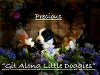 Precious, a female Australian Shepherd for sale in Blacksburg, VA – 2 of 7