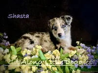 Shasta, a female Australian Shepherd for sale in Blacksburg, VA – 2 of 4