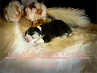 Sussie, a female Pembroke Welsh Corgi for sale in Blacksburg, VA – Photo 1 of 5