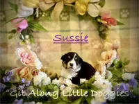 Sussie, a female Pembroke Welsh Corgi for sale in Blacksburg, VA – 2 of 10