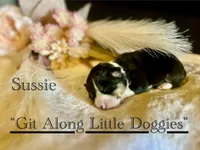 Sussie, a female Pembroke Welsh Corgi for sale in Blacksburg, VA – Photo 2 of 5