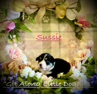 Sussie, a female Pembroke Welsh Corgi for sale in Blacksburg, VA – 6 of 10