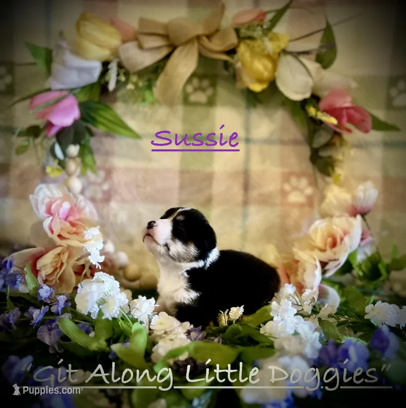 Sussie – Pembroke Welsh Corgi puppy for sale in Blacksburg, VA