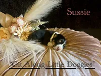 Sussie, a female Pembroke Welsh Corgi for sale in Blacksburg, VA – Photo 3 of 5