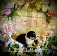 Sussie, a female Pembroke Welsh Corgi for sale in Blacksburg, VA – 4 of 10