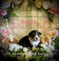 Sussie, a female Pembroke Welsh Corgi for sale in Blacksburg, VA – 3 of 10