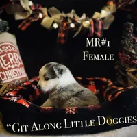 MR#1, a female Australian Shepherd for sale in Blacksburg, VA – Photo 6 of 10