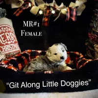 MR#1, a female Australian Shepherd for sale in Blacksburg, VA – Photo 4 of 10