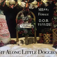 MR#1, a female Australian Shepherd for sale in Blacksburg, VA – Photo 8 of 10