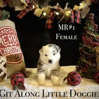 MR#1, a female Australian Shepherd for sale in Blacksburg, VA – Photo 2 of 10