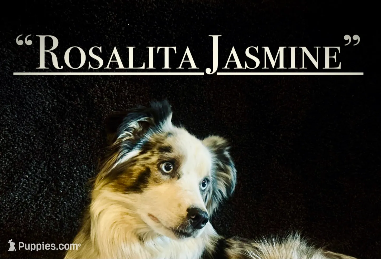 MR#1, a female Australian Shepherd for sale in Blacksburg, VA – Photo 9 of 10