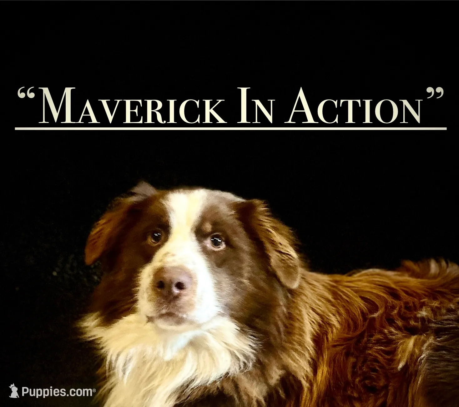 MR#1, a female Australian Shepherd for sale in Blacksburg, VA – Photo 10 of 10