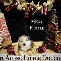 MR#1, a female Australian Shepherd for sale in Blacksburg, VA – Photo 5 of 10