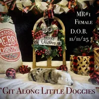 MR#1, a female Australian Shepherd for sale in Blacksburg, VA – Photo 7 of 10