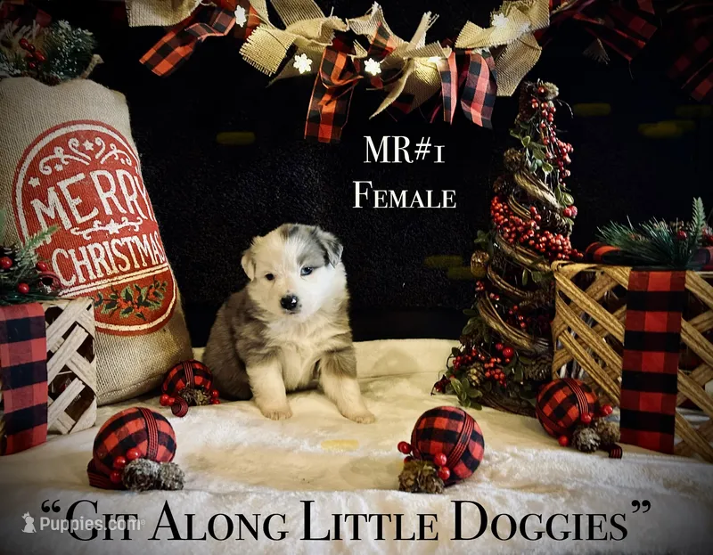 MR#1 – Australian Shepherd puppy for sale in Blacksburg, VA