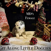 MR#1, a female Australian Shepherd for sale in Blacksburg, VA – Photo 1 of 10