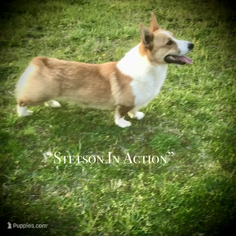 Stetson – Pembroke Welsh Corgi puppy for sale in Blacksburg, VA