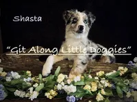 Shasta, a female Australian Shepherd for sale in Blacksburg, VA – 4 of 4