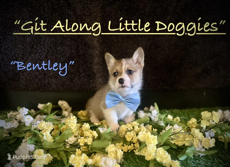Bentley – Pembroke Welsh Corgi puppy for sale in Blacksburg, VA