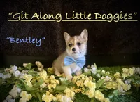 Bentley, a female Pembroke Welsh Corgi for sale in Blacksburg, VA – 1 of 10