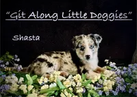 Shasta, a female Australian Shepherd for sale in Blacksburg, VA – 3 of 4