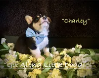 Charley, a male Pembroke Welsh Corgi for sale in Blacksburg, VA – 3 of 10