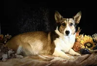 Bentley, a female Pembroke Welsh Corgi for sale in Blacksburg, VA – Photo 4 of 5