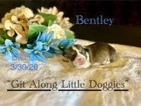 Bentley, a female Pembroke Welsh Corgi for sale in Blacksburg, VA – Photo 3 of 5