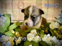 Bentley, a female Pembroke Welsh Corgi for sale in Blacksburg, VA – 4 of 8