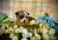 Bentley, a female Pembroke Welsh Corgi for sale in Blacksburg, VA – 3 of 8