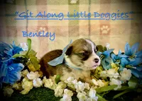 Bentley, a female Pembroke Welsh Corgi for sale in Blacksburg, VA – 2 of 8