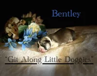 Bentley, a female Pembroke Welsh Corgi for sale in Blacksburg, VA – Photo 2 of 5