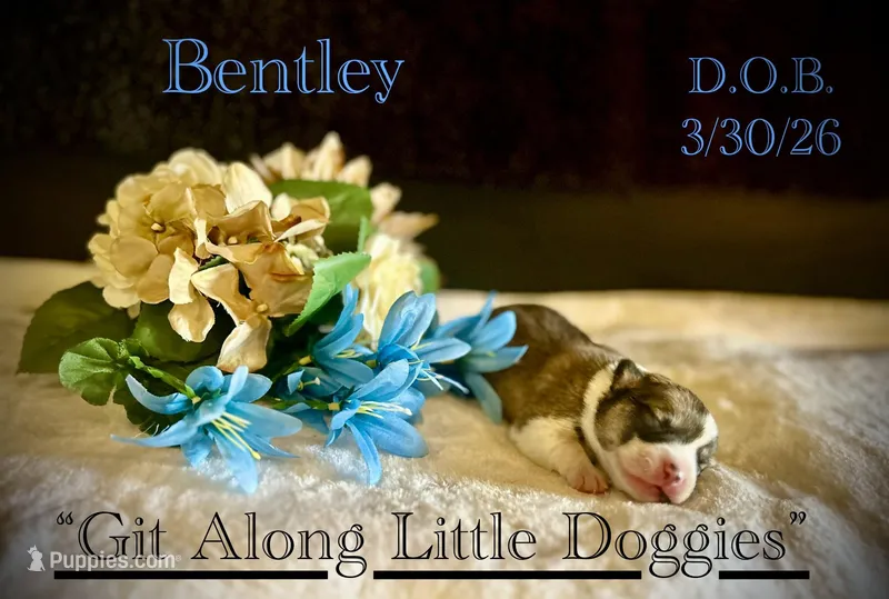 Bentley – Pembroke Welsh Corgi puppy for sale in Blacksburg, VA