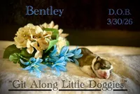 Bentley, a female Pembroke Welsh Corgi for sale in Blacksburg, VA – Photo 1 of 5