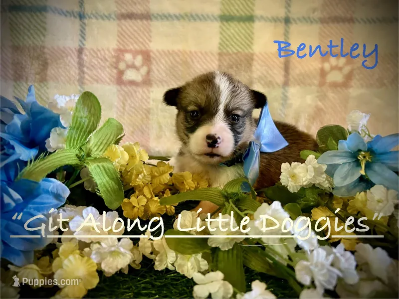Bentley – Pembroke Welsh Corgi puppy for sale in Blacksburg, VA