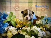 Bentley, a female Pembroke Welsh Corgi for sale in Blacksburg, VA – 1 of 8