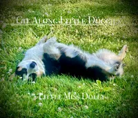 Little Miss Dolly, a female Pembroke Welsh Corgi for sale in Blacksburg, VA – 3 of 3