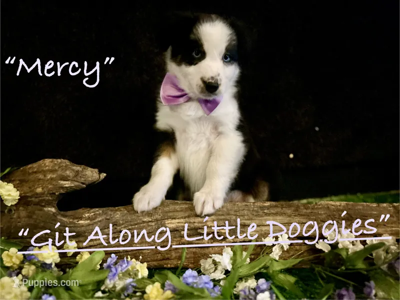 Mercy – Australian Shepherd puppy for sale in Blacksburg, VA