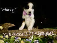 Mercy, a female Australian Shepherd for sale in Blacksburg, VA – 6 of 10