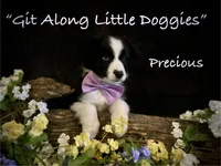 Precious, a female Australian Shepherd for sale in Blacksburg, VA – 4 of 10