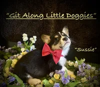 Sussie, a female Pembroke Welsh Corgi for sale in Blacksburg, VA – 3 of 10