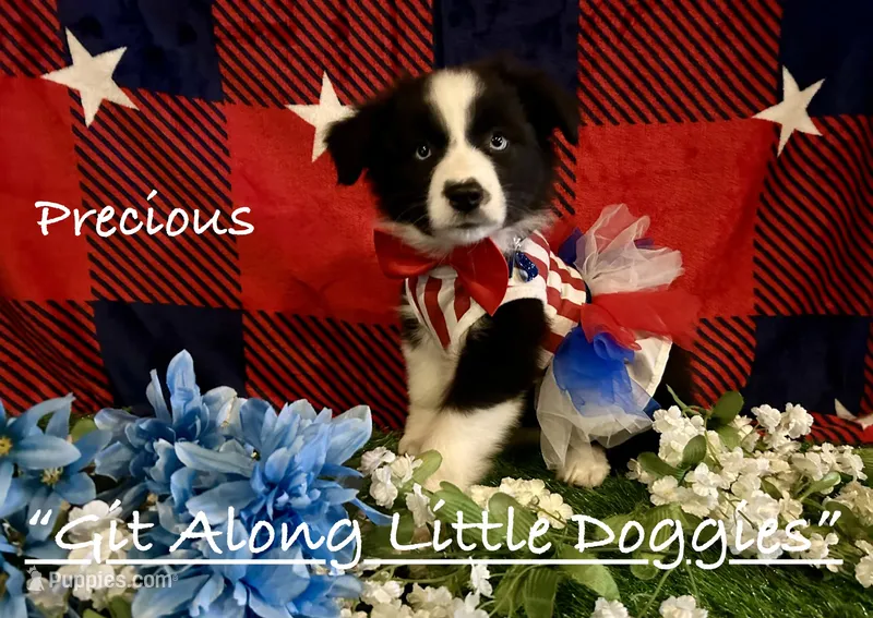 Precious – Australian Shepherd puppy for sale in Blacksburg, VA