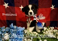 Precious, a female Australian Shepherd for sale in Blacksburg, VA – 1 of 10