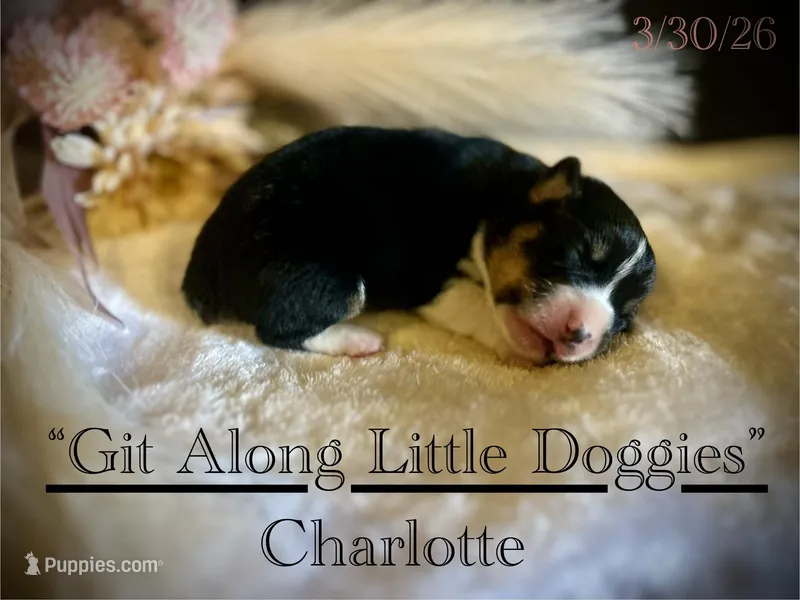 Charlotte – Pembroke Welsh Corgi puppy for sale in Blacksburg, VA