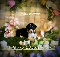 Charlotte, a female Pembroke Welsh Corgi for sale in Blacksburg, VA – 2 of 10