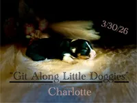 Charlotte, a female Pembroke Welsh Corgi for sale in Blacksburg, VA – Photo 2 of 6