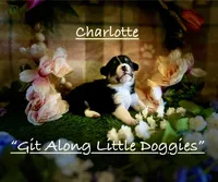 Charlotte, a female Pembroke Welsh Corgi for sale in Blacksburg, VA – 3 of 10