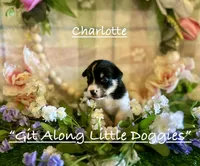 Charlotte, a female Pembroke Welsh Corgi for sale in Blacksburg, VA – 4 of 10