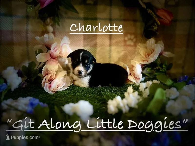 Charlotte – Pembroke Welsh Corgi puppy for sale in Blacksburg, VA