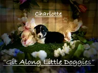 Charlotte, a female Pembroke Welsh Corgi for sale in Blacksburg, VA – 1 of 10